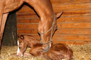 websizechessyfoal.jpg