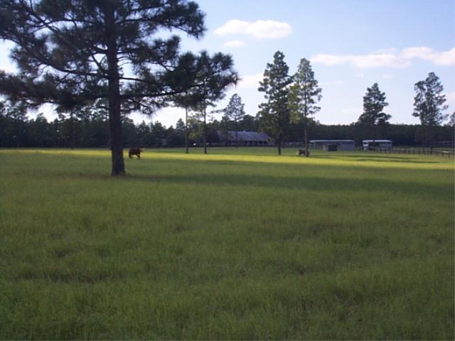 largepaddock2001.jpg